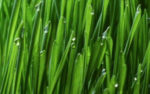 Grass wachsen